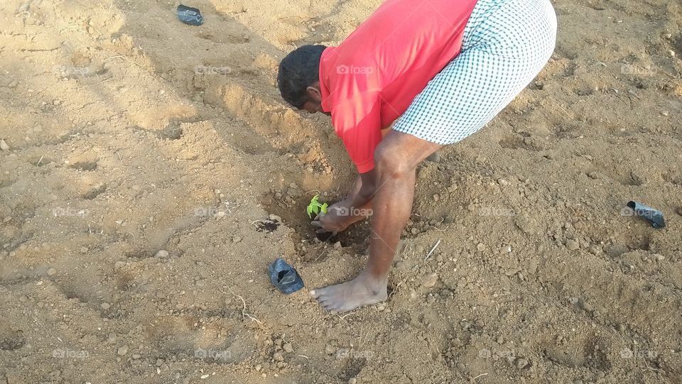 Planting Papaya