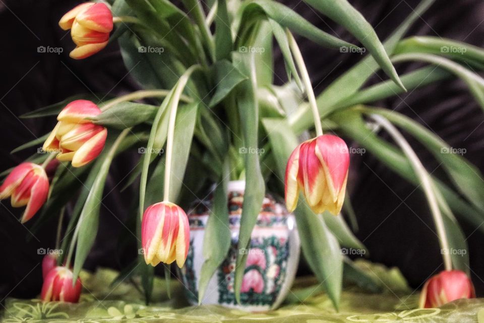 Tulips in the Chinese vase