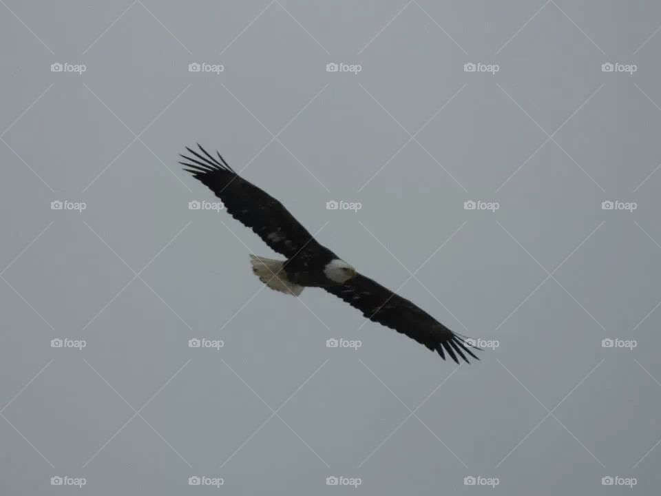 Bald Eagle