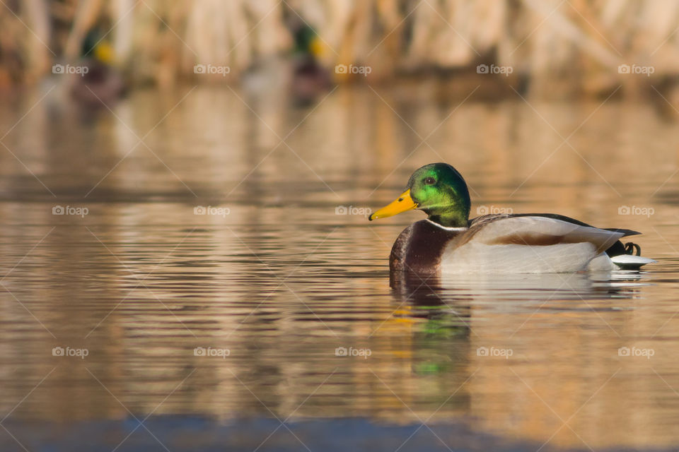 A male mallard duck floating in a lake lit by soft afternoon light