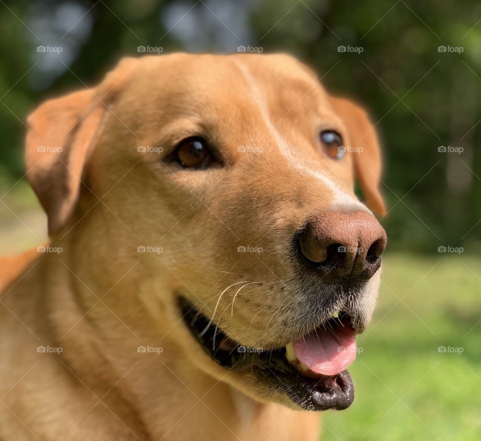 Labrador open mouth