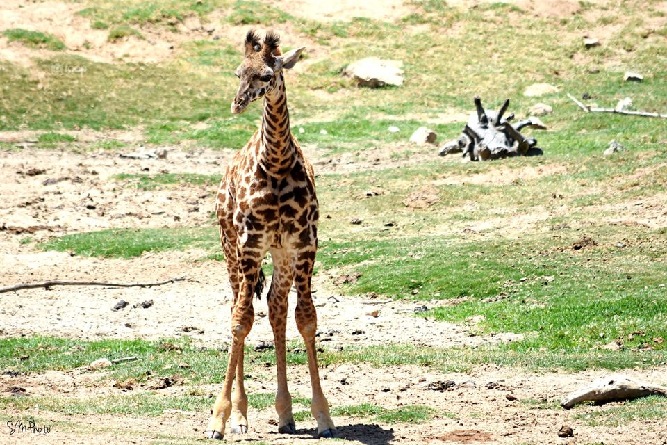 Baby giraffe 