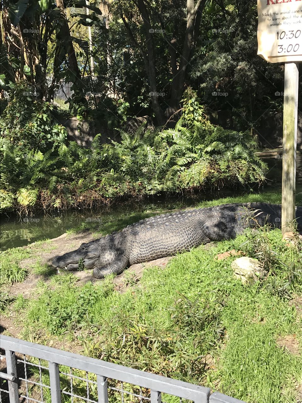 Alligator