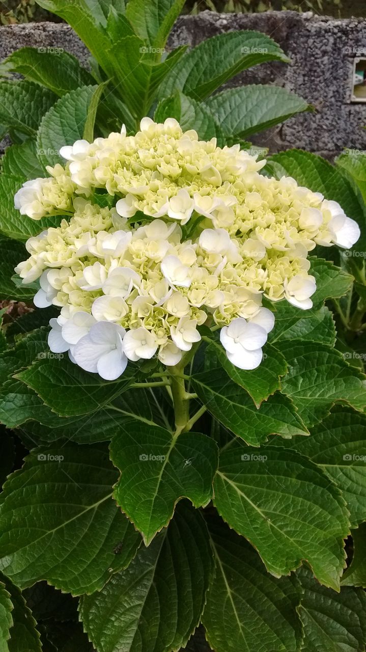 Flores muito bonitas do nosso jardim.
📸
#FOTOGRAFIAéNossoHOBBY 
#flores #flowers #flor #natureza #fotografia #jardim #jardinagem #paisagem #cores #mobgrafia