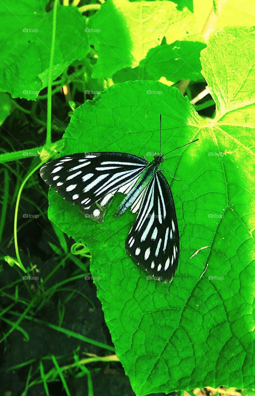 This is a beautiful butterfly