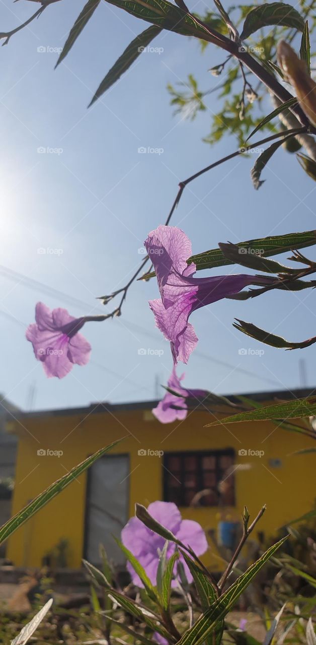 Purple flower plant with beautiful blue sky