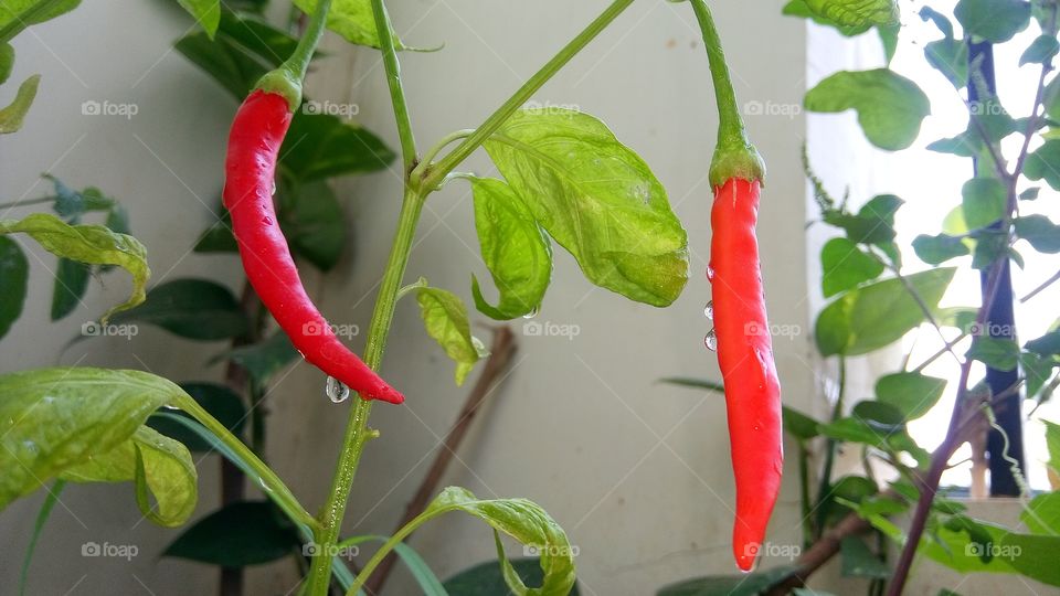 Red chilli pepper plant