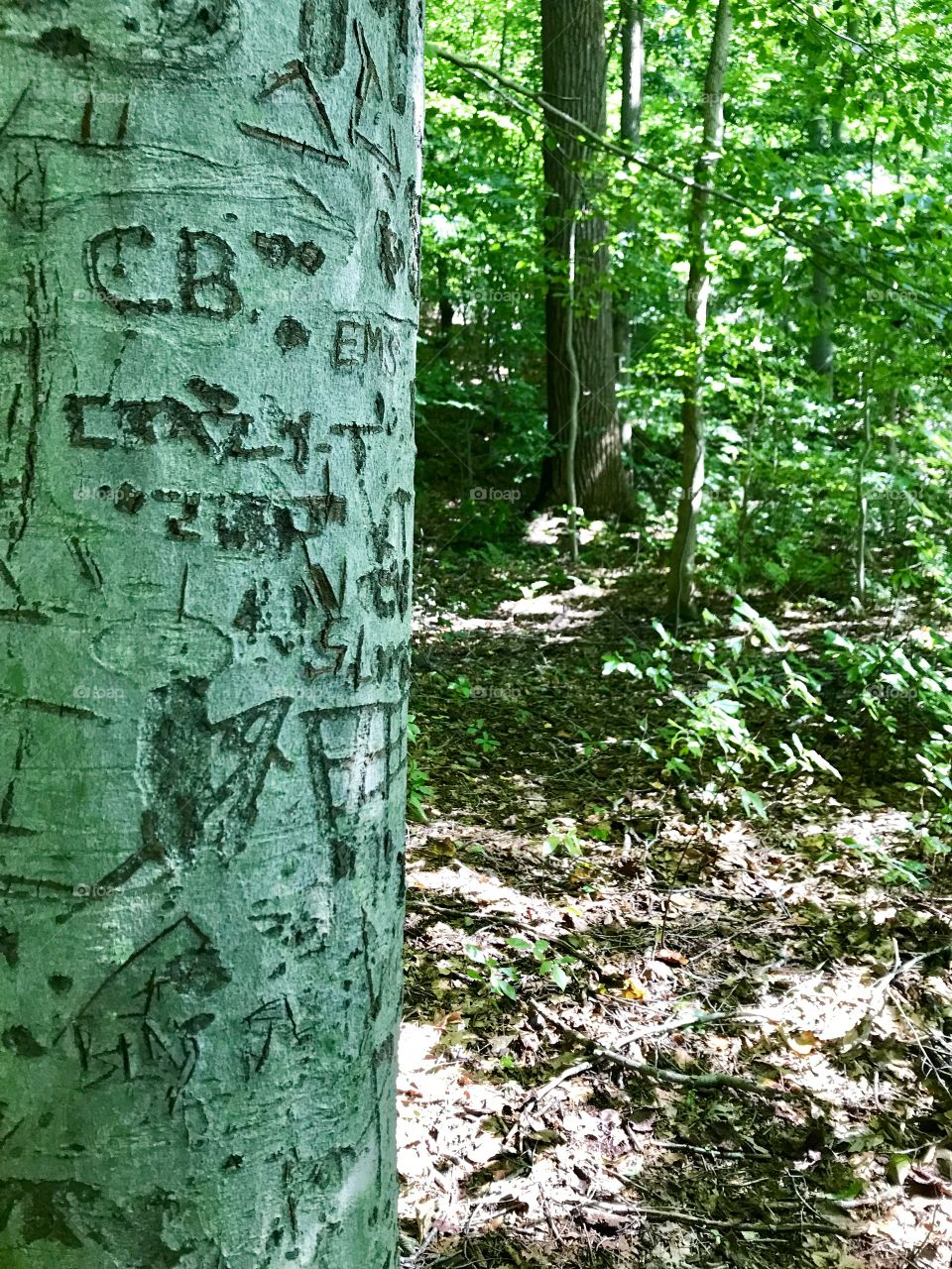 Graffiti Tree