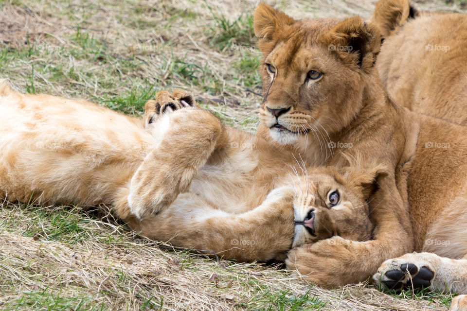 Fun lion cubs 