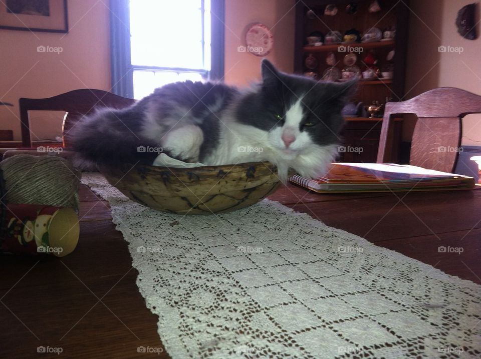 Bowl of kitty