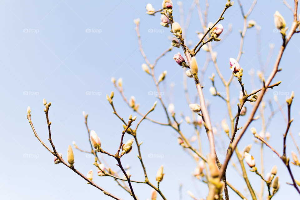 First magnolia buds on the tree