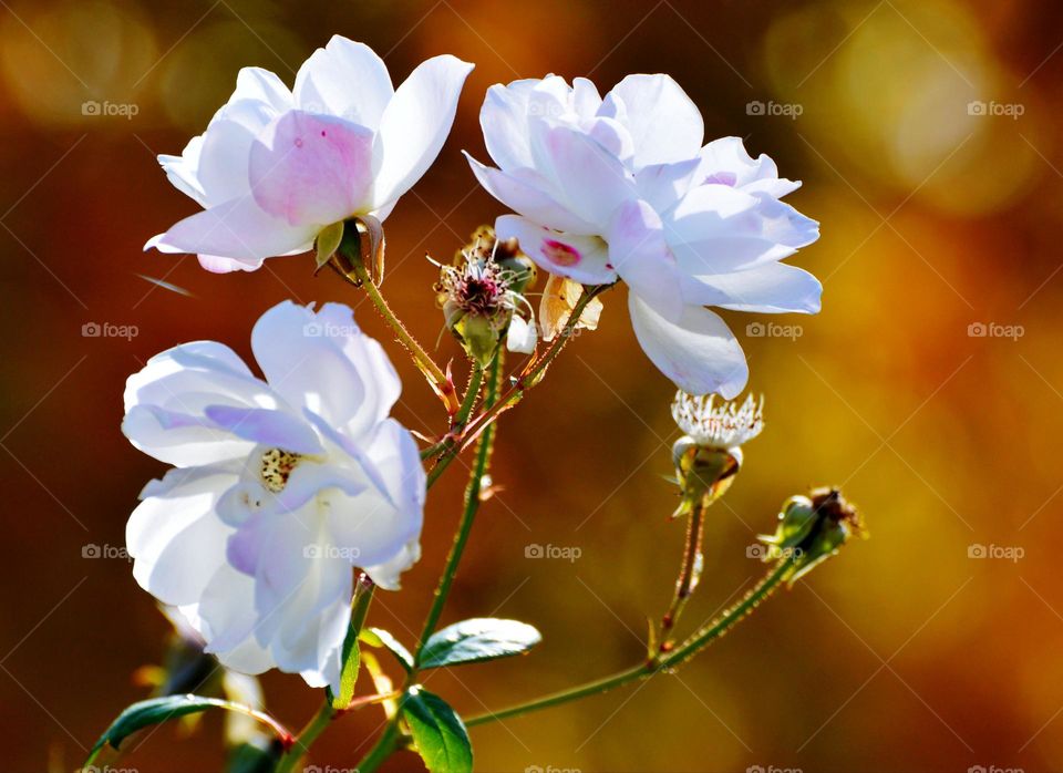 flowers blooming in a community garden with a blurred background