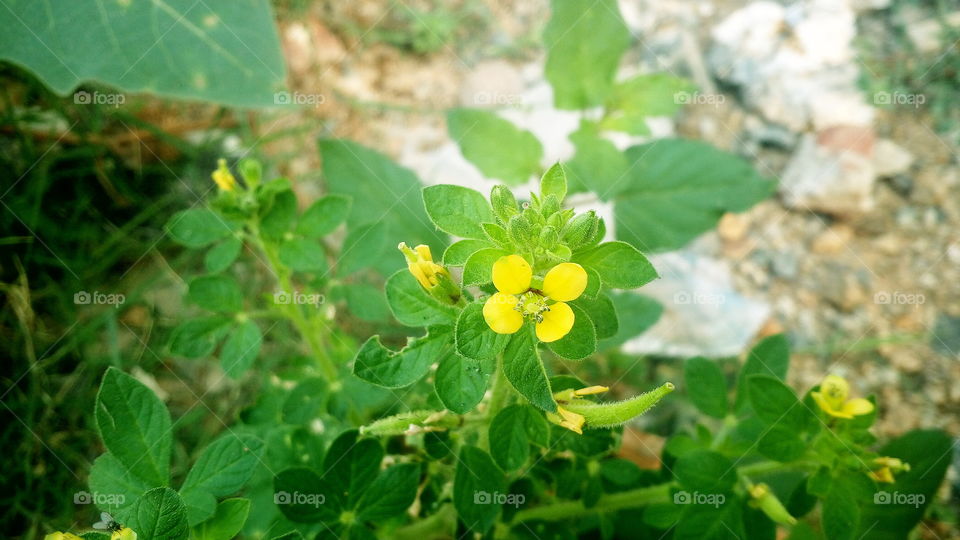 the most beautiful blooming little yellow colour flower in my garden