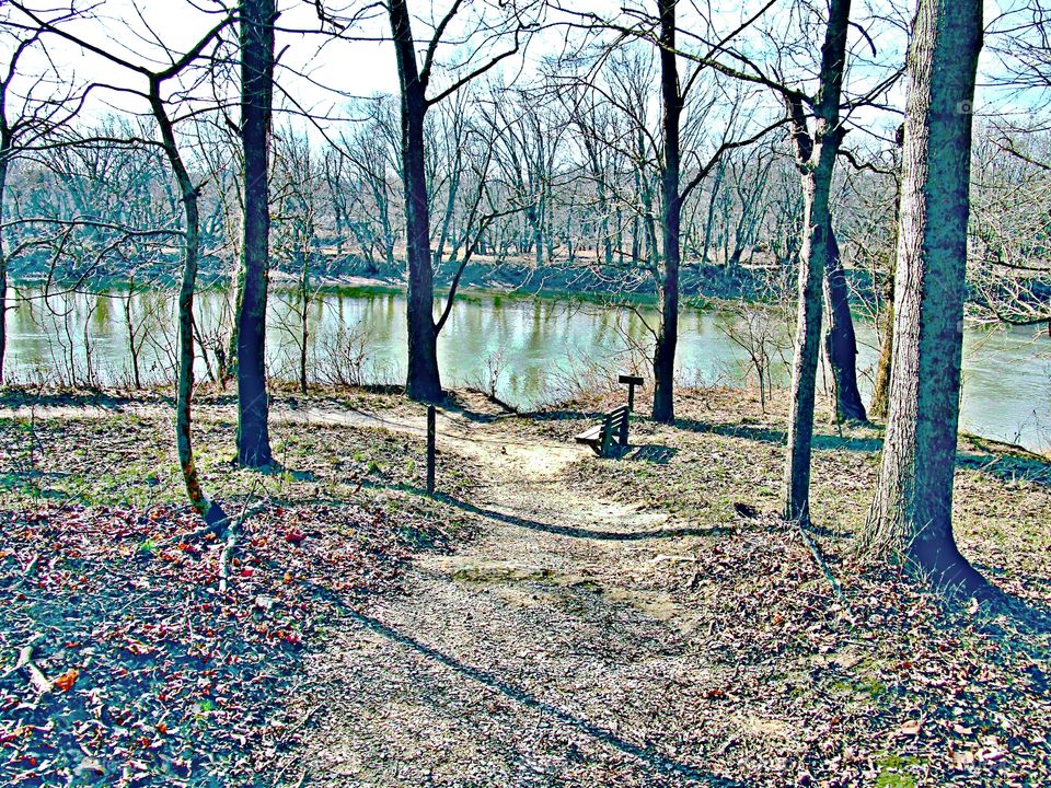 Tree, Fall, Nature, Wood, Leaf