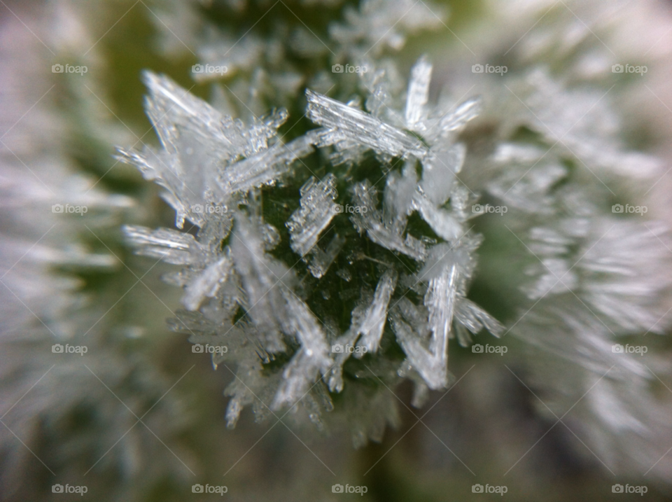winter macro ice cold by s7vyb