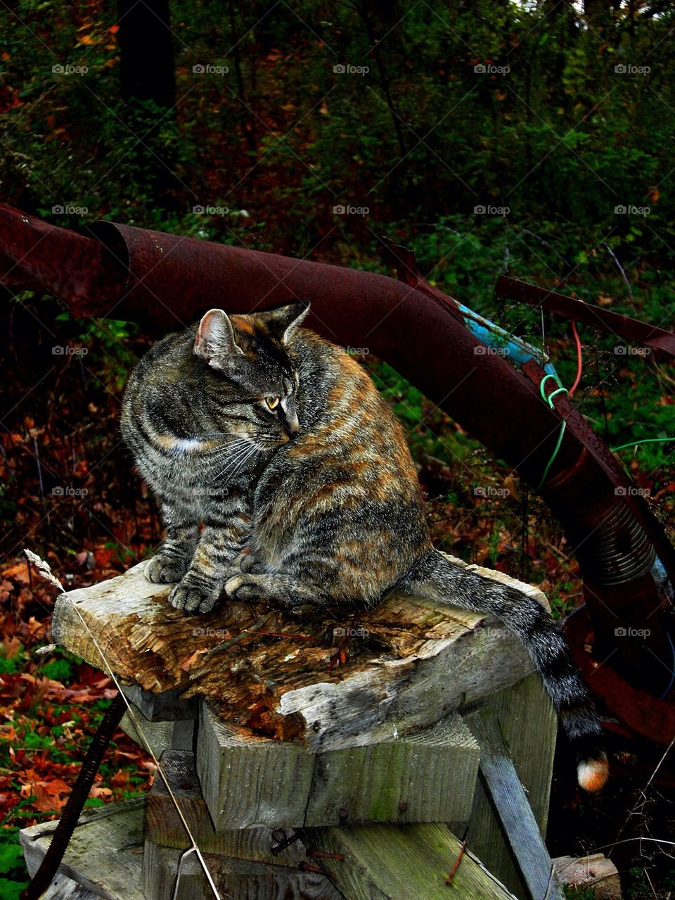 Belle Standing Watch