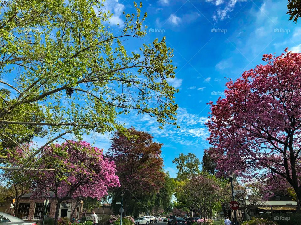 Colorful trees lining a city street in Spring