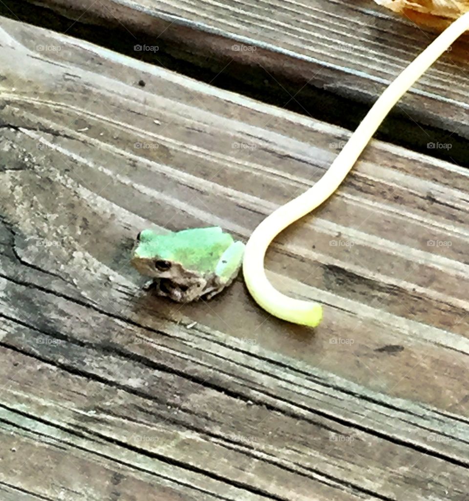 Baby Tree Frog 