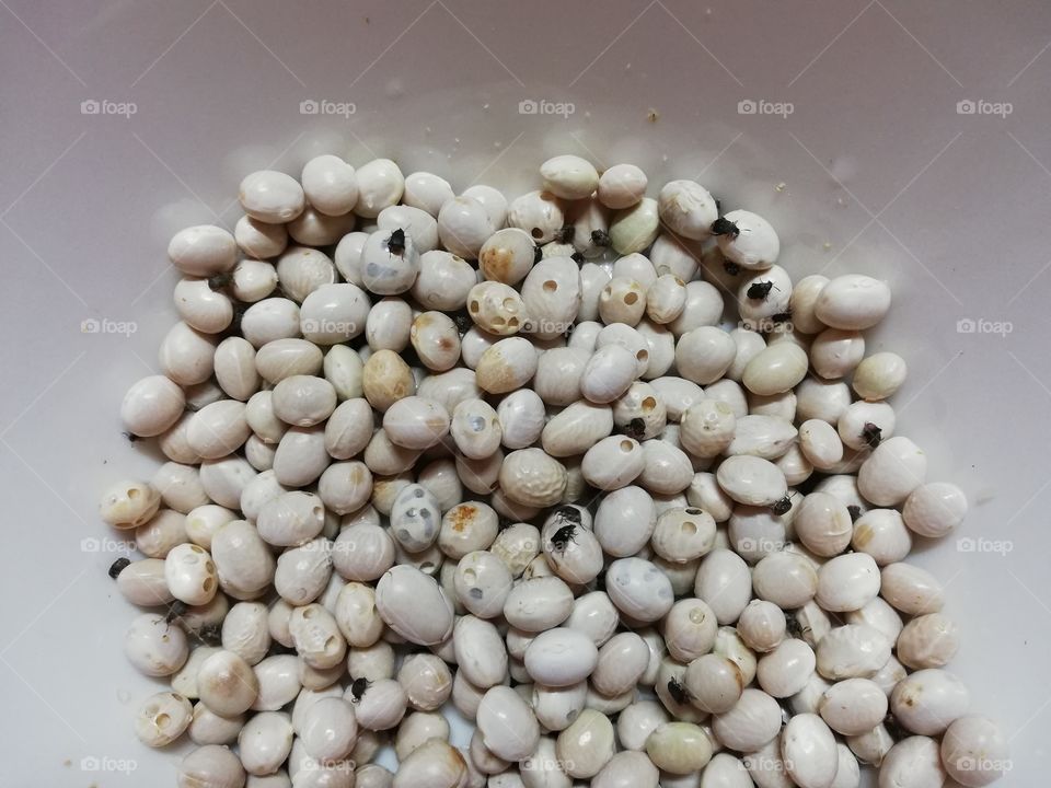 Damaged white round beans
