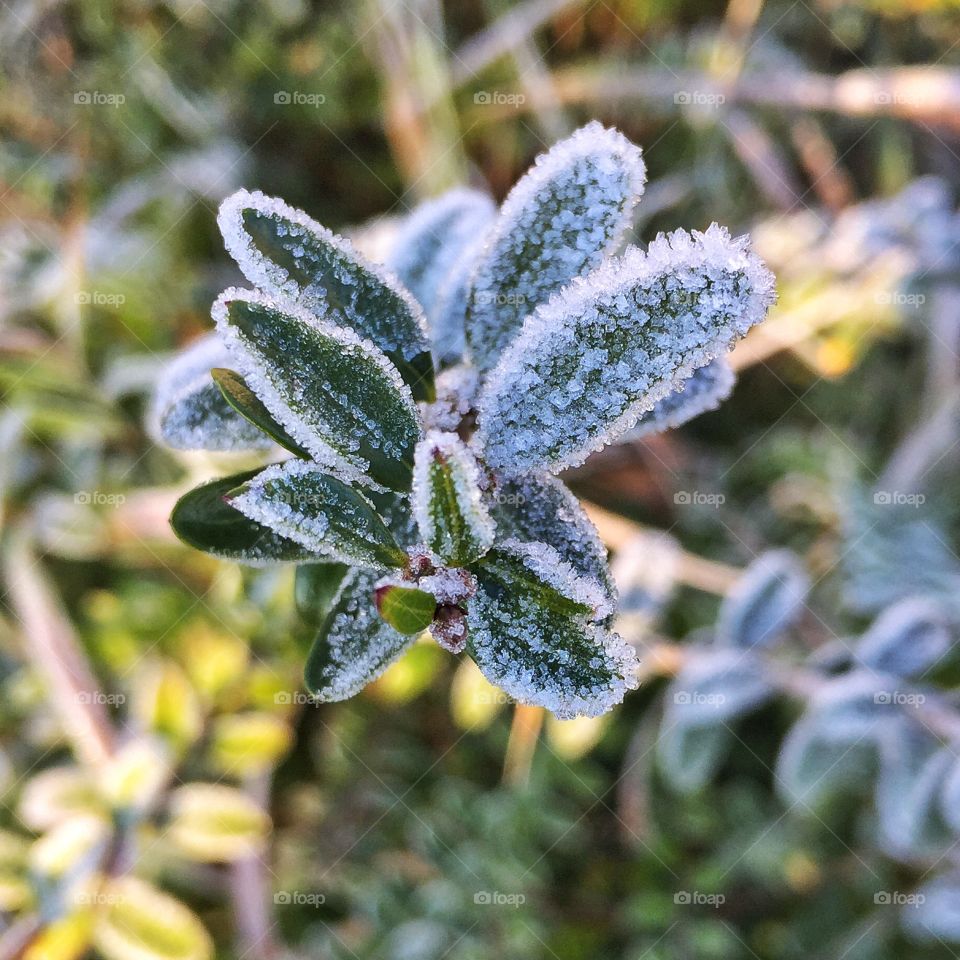 Frost