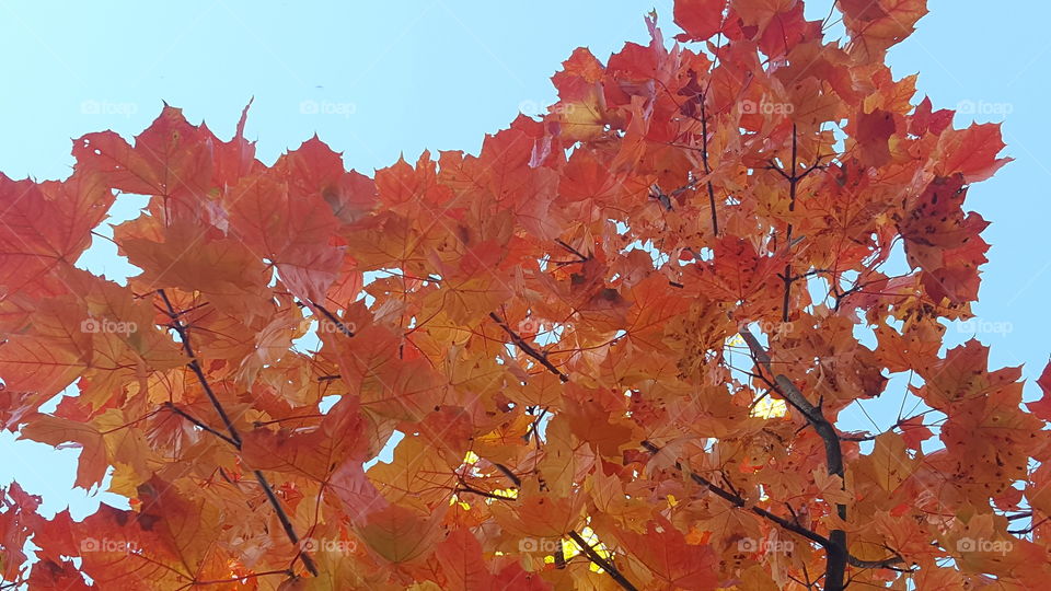 Red maple leaves