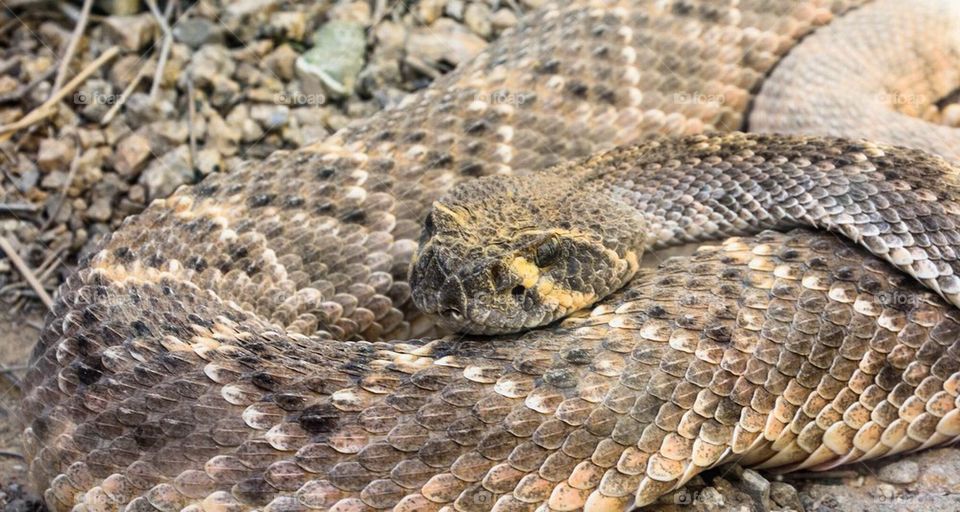 Desert Rattlesnake 