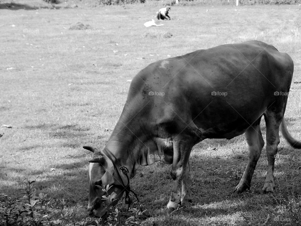 Looking for grass in the field to feed the beloved cow