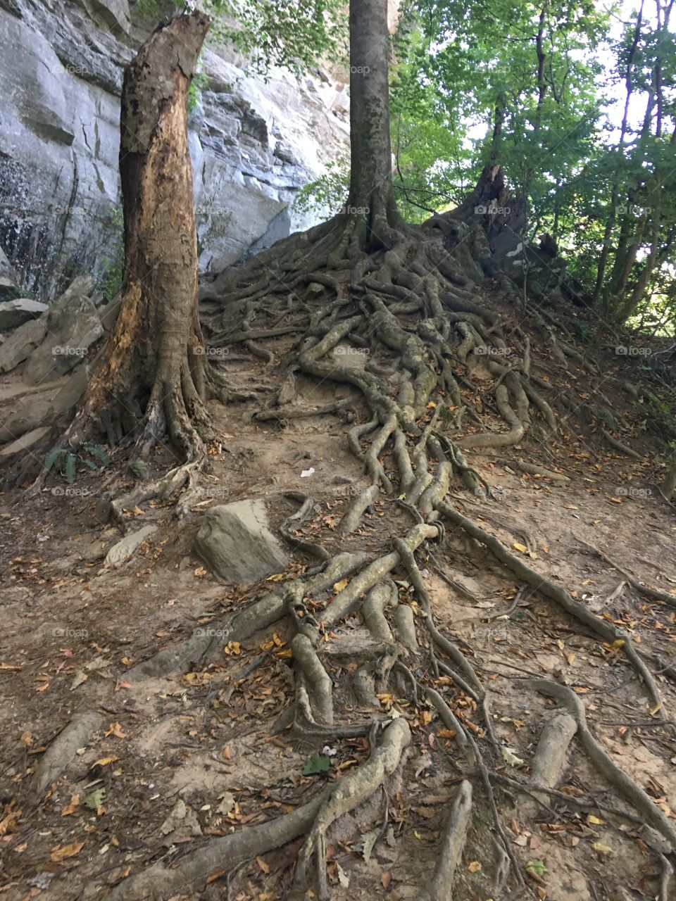 Tangle of roots