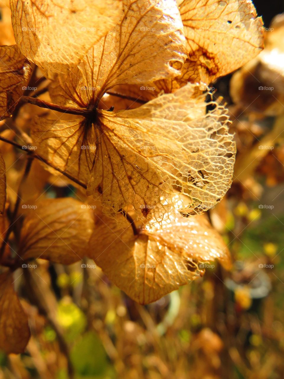 hydrangea dry leaf