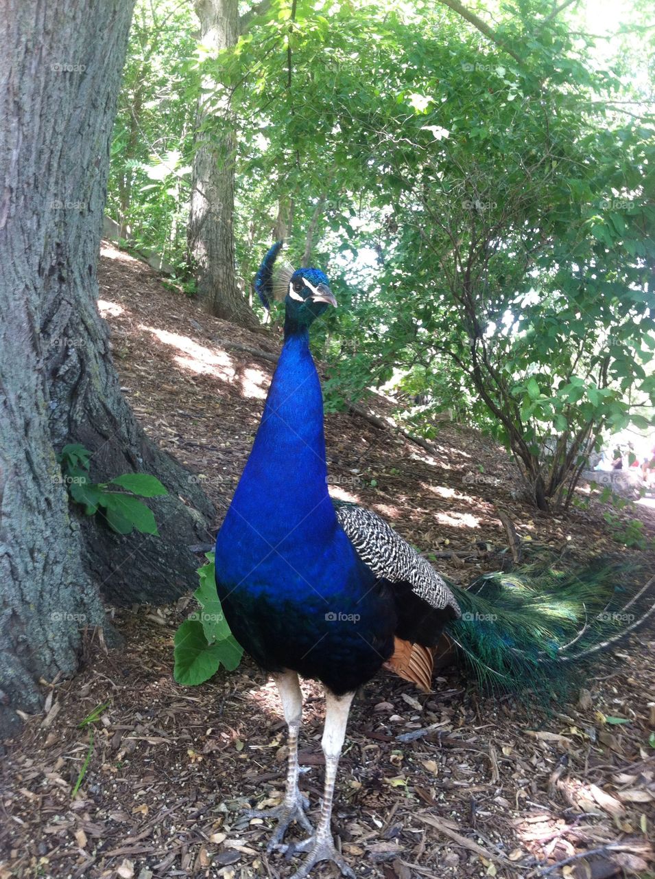 Peacock . Henry Doorly Zoo