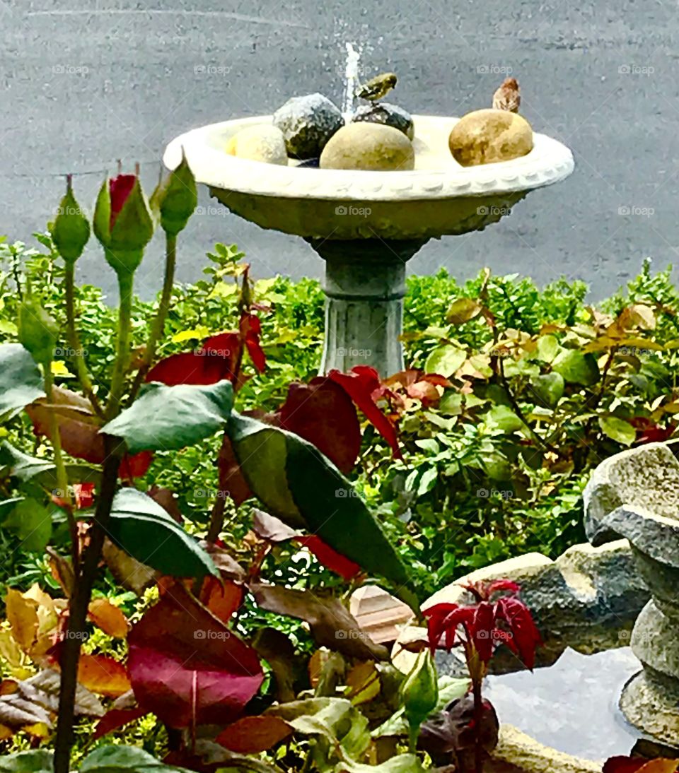 Birds in birdbath 