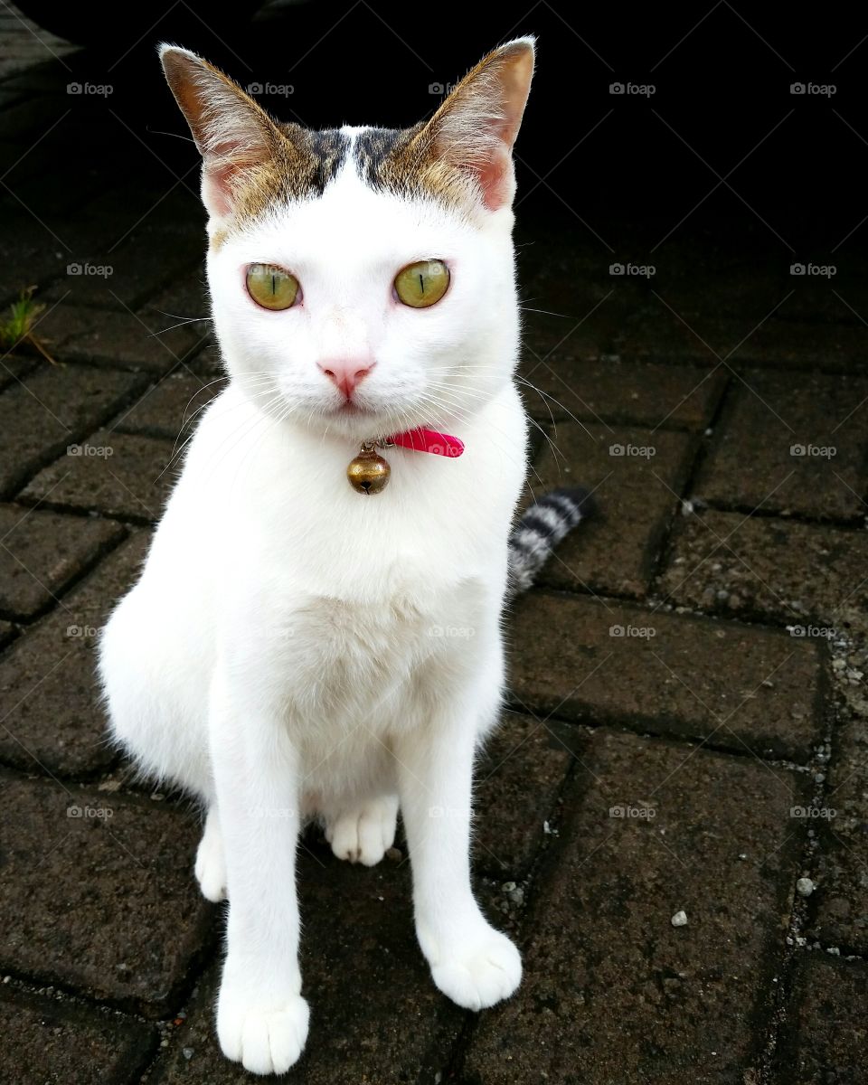 White cat with ring tail and gray pattern in its forehead wearing pink collar sit at parking lot.