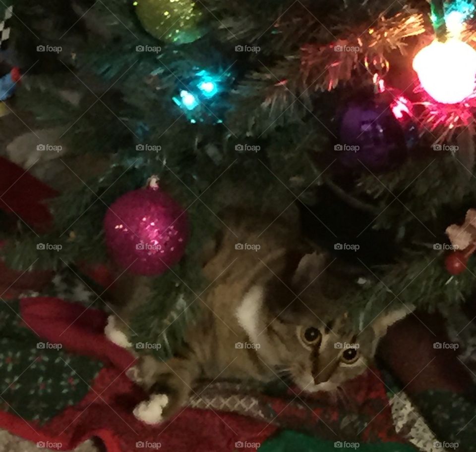 Kitty at Christmas 