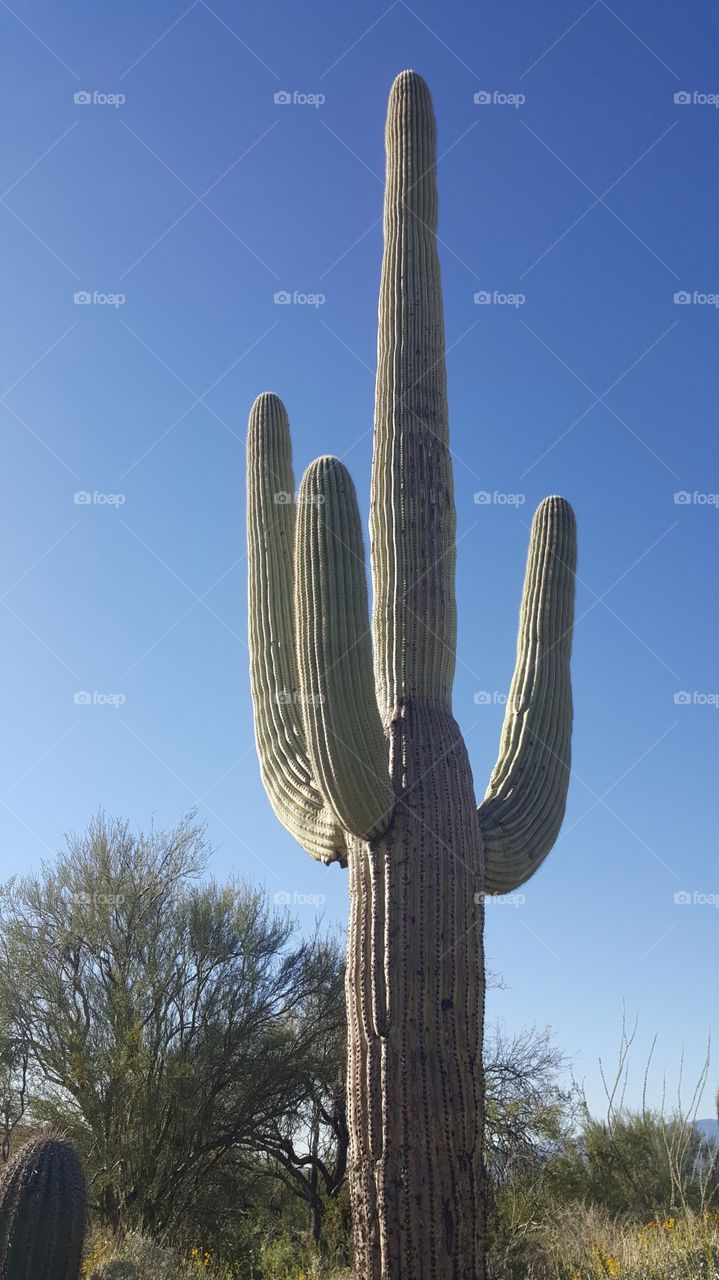 Saguaro Cactus