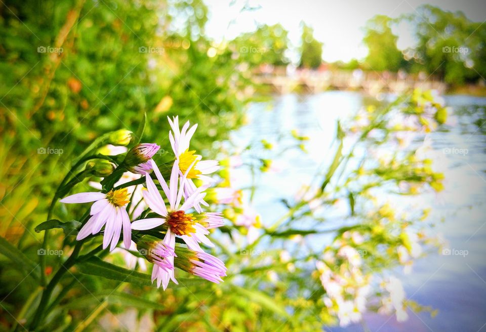 Flowers by the lake