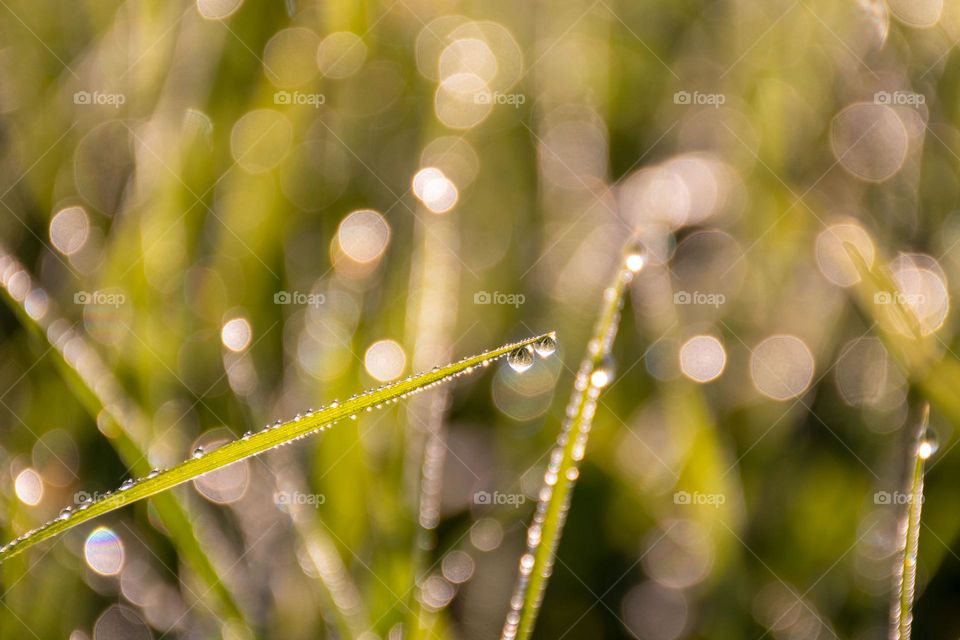 Dew Drops on a Grass