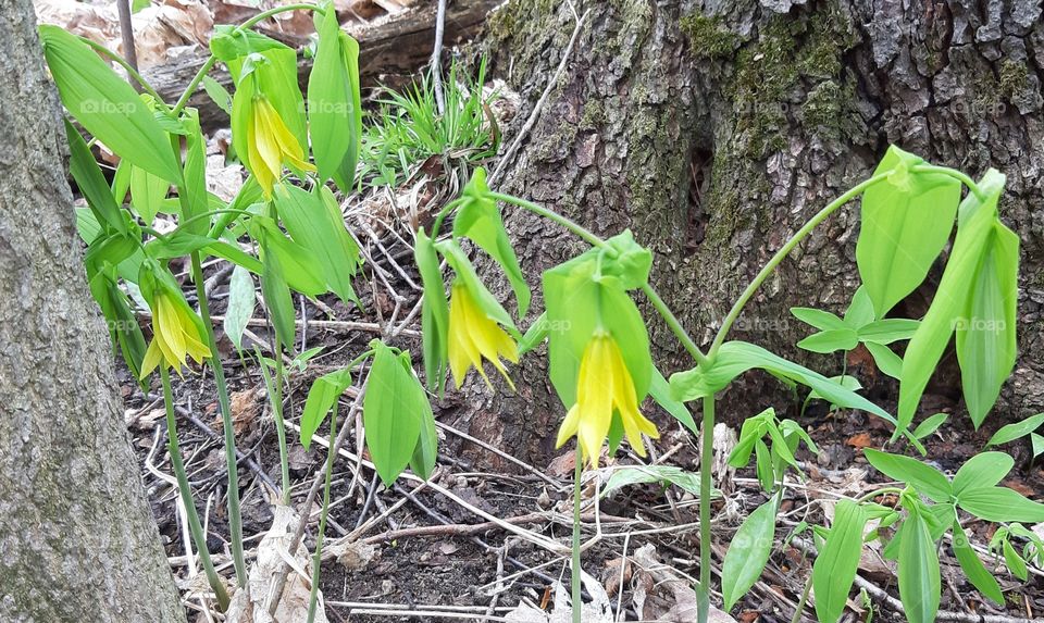 forest in the spring