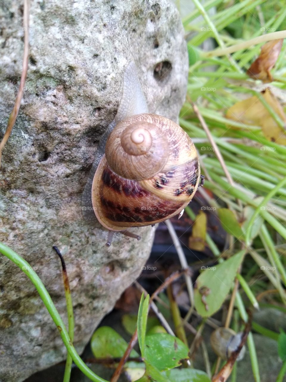 Snail