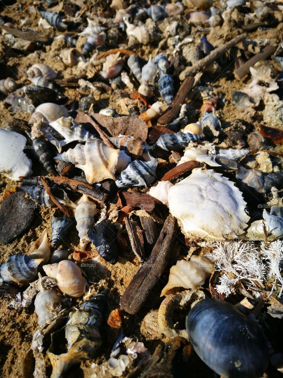 sea  shells