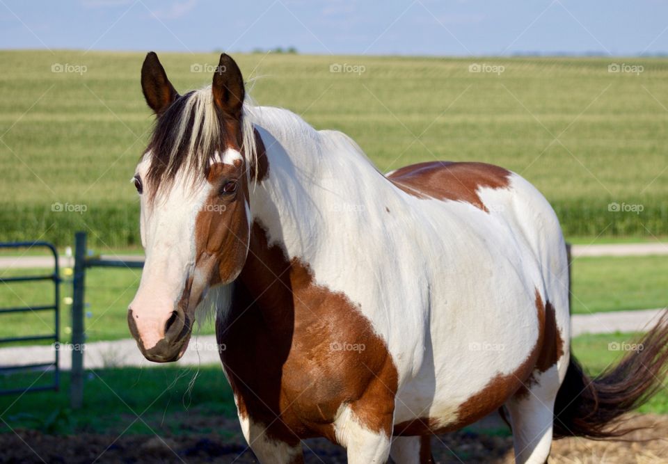 Summer Pets - a horse standing in a corral against a blurred cornfield on a hot and sunny summer day
