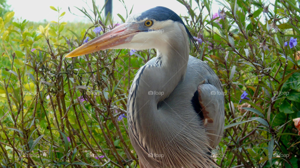 Great Blue Heron against background of tropical plants with lavender color flowers Sarasota Florida