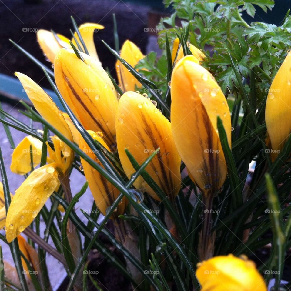 Crocus