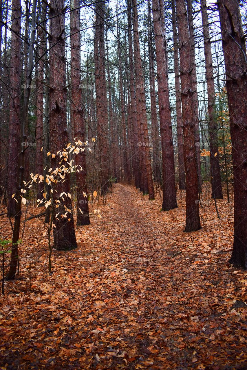 The path less traveled 