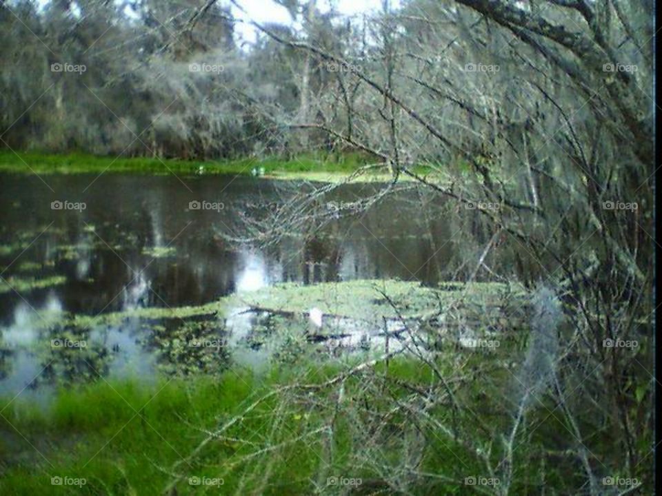 Hillsborough River. A picture from Lettuce Lake Park.
