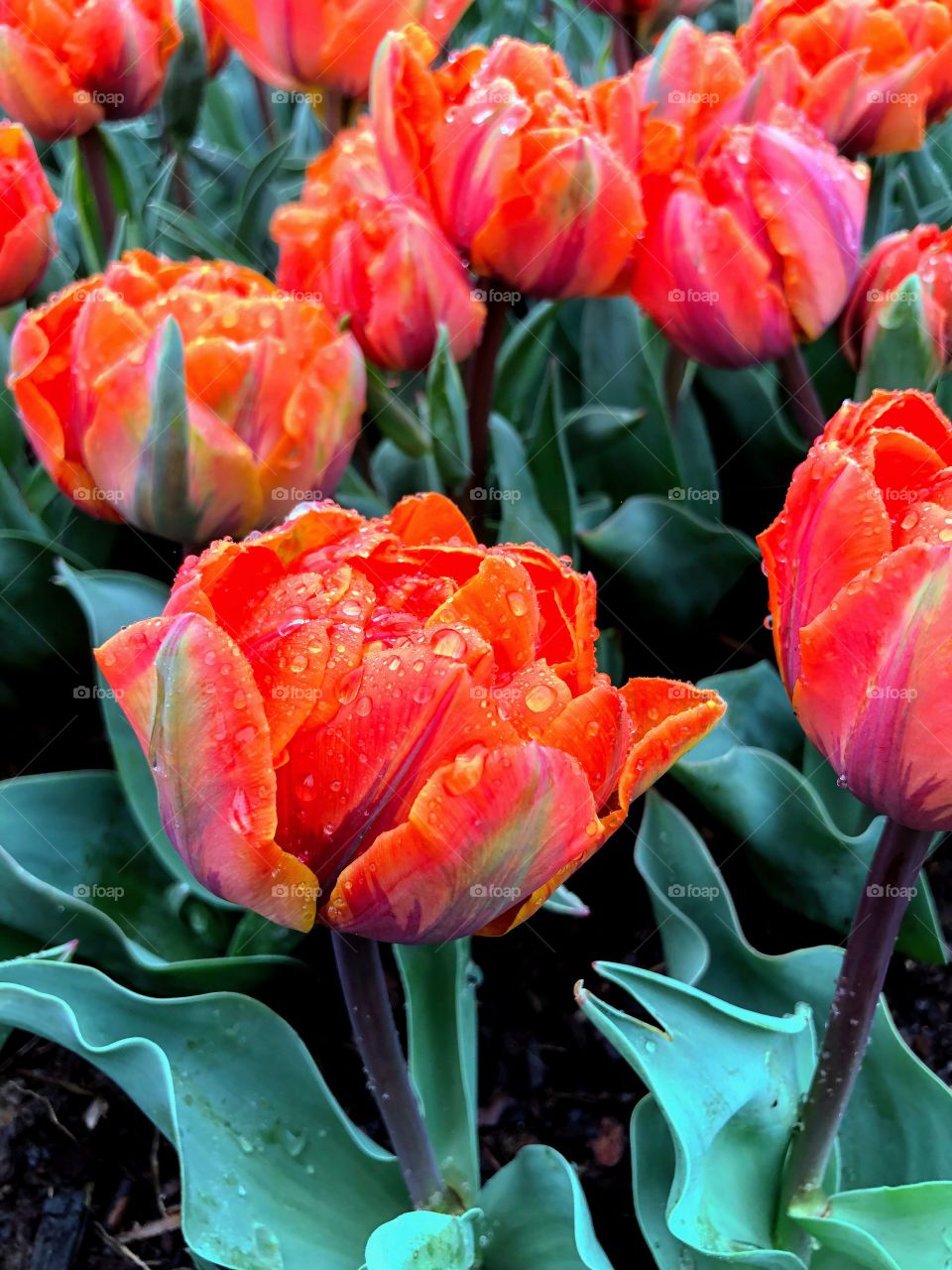 Red Tulips at Longwood Gardens 