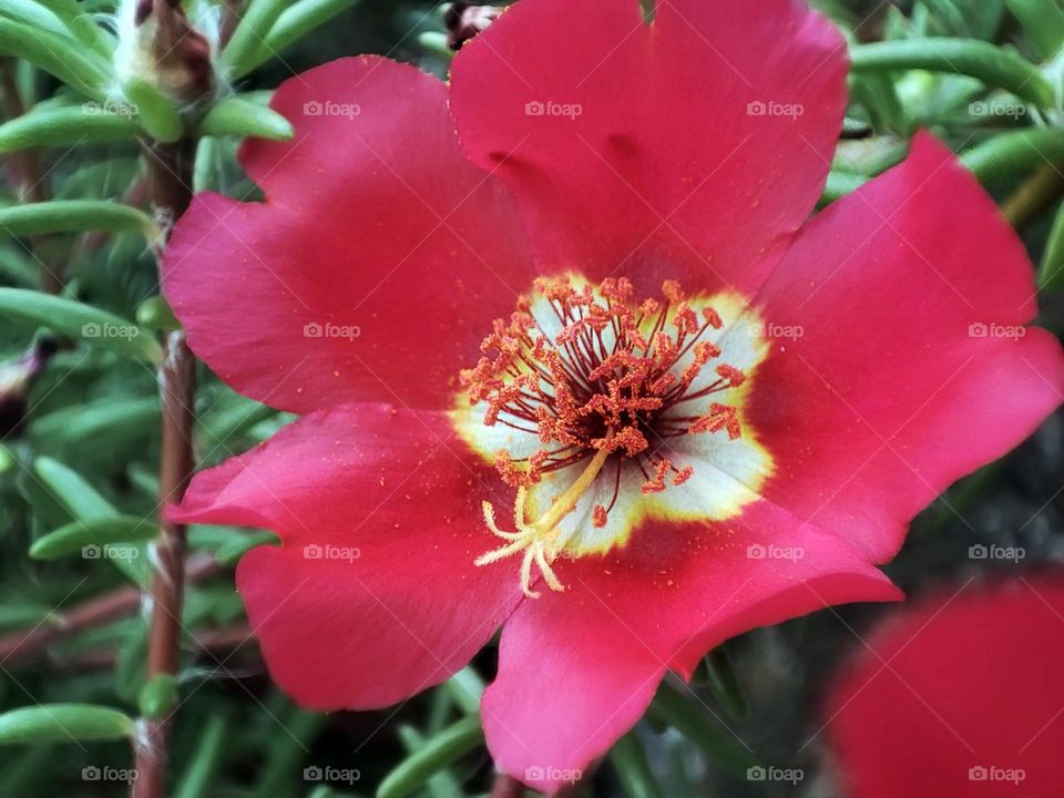 Macro photo of a flower growing in the garden
