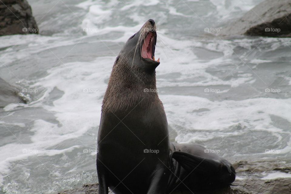 Seal with mouth open