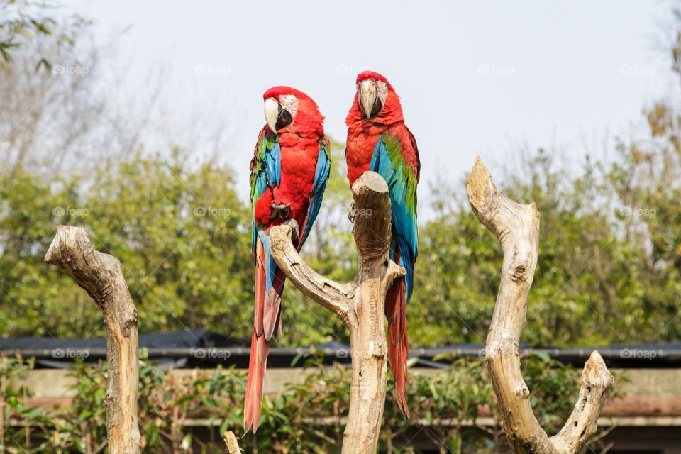 Red parrots in zoo