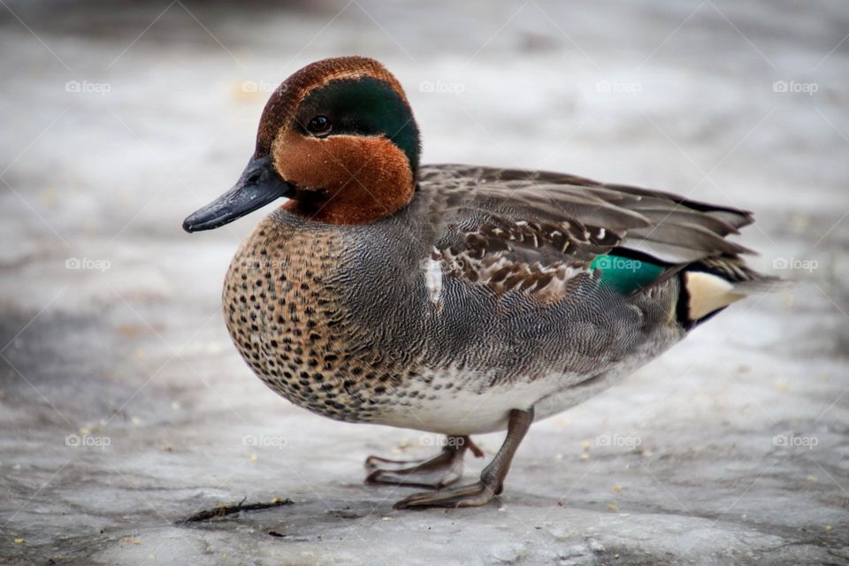 Beautiful wild duck on ice