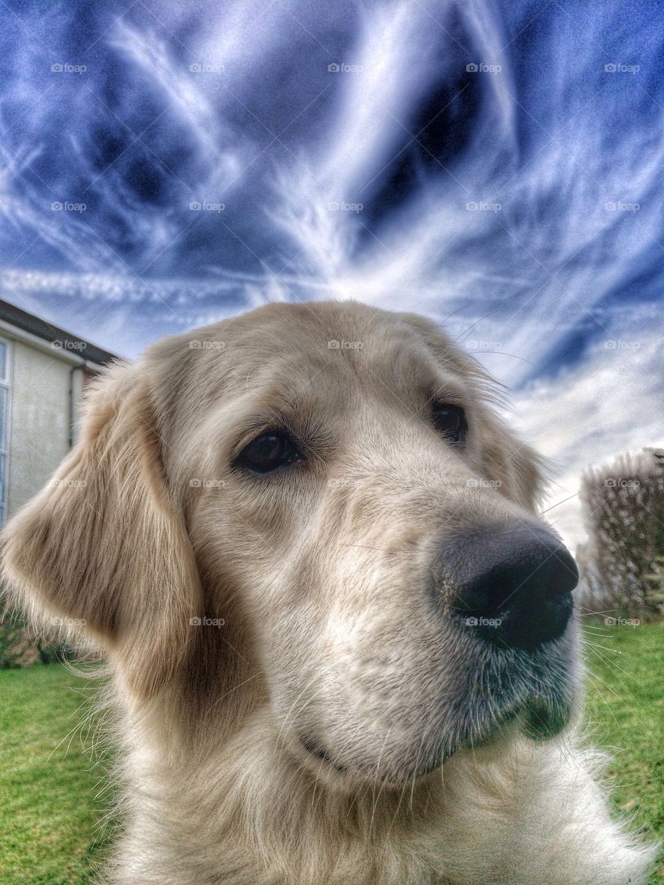 Zoe - Golden Retriever